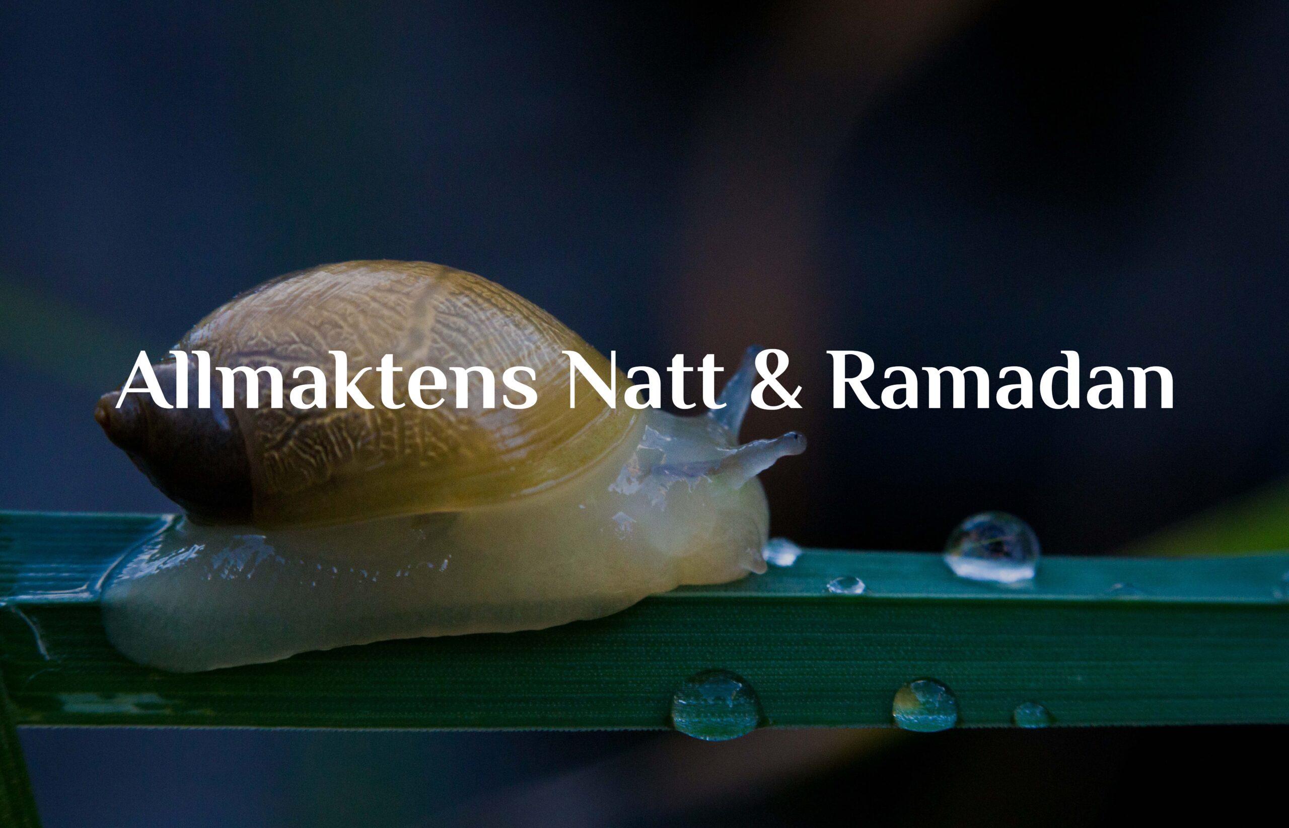 Allmaktens Natt & Ramadan
